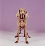 William Wegman, Batty back up