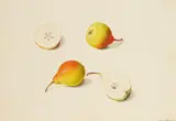 Franz Blascheck, Pears, Watercolour
