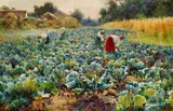 Mikhail Andreevich Berkos, The Cabbage Harvest, Oil on canvas