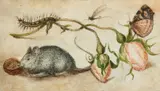 attributed to Jan Brueghel the Elder, A Mouse, Caterpillar, Dragonfly, Butterfly, and two Rosebuds, Watercolour and gouache on parchment
