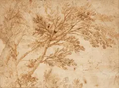 Annibale Carracci, Study of a Tree, Brown ink and was