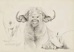 Wilhelm Kuhnert, Two Studies of Bison Heads, Black chalk pastel on laid paper Signed lower right: Wilh. Kuhnert and lower left: Wilh. Kuhnert