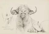 Wilhelm Kuhnert, Two Studies of Bison Heads, Black chalk pastel on laid paper Signed lower right: Wilh. Kuhnert and lower left: Wilh. Kuhnert