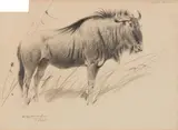 Wilhelm Kuhnert, Study of a Bison Study of a Goat (Capra Falconeri), Black chalk pastel on laid paper Signed and dated lower left: W. Kuhnert 10.92; and lower left: Wilh. Kuhnert
