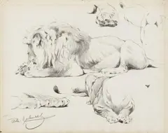 Wilhelm Kuhnert, Two Studies of Recumbent Lions, Black chalk pastel on laid paper Signed lower left: Wilh. Kuhnert, and lower right: Wilh. Kuhnert