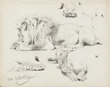 Wilhelm Kuhnert, Two Studies of Recumbent Lions, Black chalk pastel on laid paper Signed lower left: Wilh. Kuhnert, and lower right: Wilh. Kuhnert
