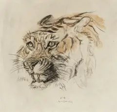 Ludwig Heinrich Jungnickel, Head of a Tiger, Black chalk pastel and watercolour Lower centre: L.H. Jungnickel