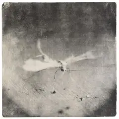 Mike and Doug Starn, Attracted to Light 5, 1996 – 2003, Gelatin silver print on tissue paper