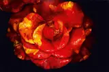 Nobuyoshi Araki, Painting Flower