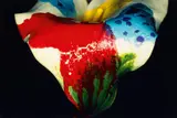 Nobuyoshi Araki, Painting Flower