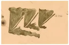 Untitled by Joseph Beuys, 1956, Gold bronze on card with embossed stamp "CARL SCHLEICHER SCHÜLL" and stamped numeration "No 245", offered Jun 2018