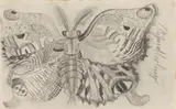 Otto Dix, Schmetterling, 1922, Pencil drawing on paper (the verso of a treatment sheet of the spa Helios Düsseldorf)