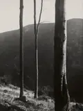 Albert Renger-Patzsch, Harz