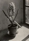 Hyacinthe by Albert Renger-Patzsch, 1952, Vintage gelatin silver print on Agfa-Brovira paper, offered Jun 2018