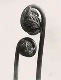 Karl Blosfeldt, Pflanzenformen. Pflanzenformen II