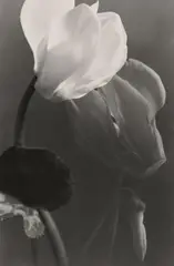 Cyclamen by Max Baur, 1930s, Vintage gelatin silver print, sold Jun 2018
