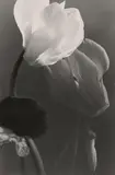 Max Baur, Cyclamen, 1930s, Vintage gelatin silver print
