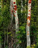 Eliot Porter, Poplars with Lichens, Great Spruce Head Island, Maine, USA
