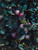 Eliot Porter, Apples, Great Spruce Head Island, Maine