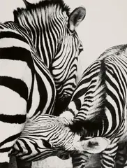 Peter Thomann, Nursing zebra, Zoo Berlin, 1994, Gelatin silver print, printed
