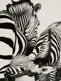 Peter Thomann, Nursing zebra, Zoo Berlin, 1994, Gelatin silver print, printed