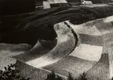 Mario Giacomelli, Untitled (from the series: Metamorfosi della terra)