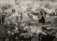 Sebastião Salgado, Dinka Cattle Camp of Amak, Southern Sudan, 2006, Gelatin silver print