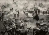 Dinka Cattle Camp of Amak, Southern Sudan by Sebastião Salgado, 2006, Gelatin silver print, sold Jun 2018