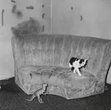 Roger Ballen, Sitting Room