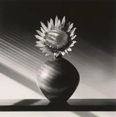 Protea by Robert Mapplethorpe, 1988, Gelatin silver print, sold Jun 2018