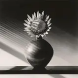 Robert Mapplethorpe, Protea, 1988, Gelatin silver print