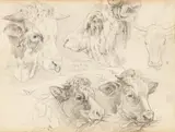 Heinrich von Zügel, Studies of a Bull's Head