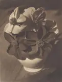 Heinrich Kühn, Dahlia, 1942, Multiple oil transfer print on Japan paper