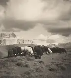 Rudolf Koppitz, Untitled, 1920s-30s, 9 vintage gelatin silver prints (photo postcards). From