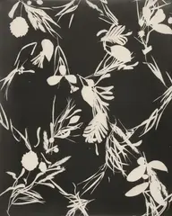 Untitled by Lou Bonin-Tchimoukoff, c. 1930, 2 vintage photograms on gelatin silver paper, sold Dec 2017