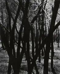 Otto Steinert, Bäume in Solfatare, 1964, Ferrotyped gelatin silver print on Agfa paper, printed before