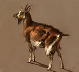 Jacob Philipp Hackert, Study of a Goat, Oil on canvas (relined)