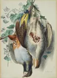 Hendrik Reekers, Still Life with Partridges and Ivy, Black chalk and watercolour