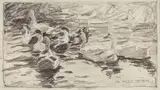 Alexander Koester, Eight Swimming Ducks, Pencil on paper