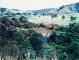Paradies 5, Daintree, Australien by Thomas Struth, 1998, Chromogenic print, face-mounted to plexiglass, offered Jun 2017