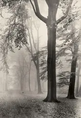 Untitled (Park Sanssouci, Potsdam) by Max Baur, 1940s, Vintage ferrotyped gelatin silver print, offered May 2017