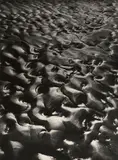 Alfred Ehrhardt, Untitled (from the series: Das Watt)