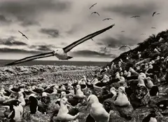 Sebastião Salgado, Îles Malouines, 2009, Gelatin silver print