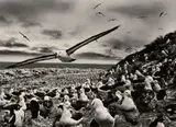 Îles Malouines by Sebastião Salgado, 2009, Gelatin silver print, sold May 2017
