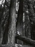 In the red wood by Bernhard Johannes Blume Anna und Bernhard Johannes Blume Anna Blume, 1993, Photo work in 3 parts: gelatin silver prints. Each, sold May 2017