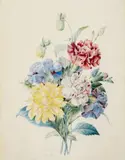Eulalie Bury, Studies of Pinks and Dahlias, Watercolour over pencil on parchment, mounted on card