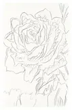 Andy Warhol, Rose, 1970s, Graphite on card. Approx