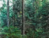 Thomas Struth, Paradise 20, Bayrischer Wald, 1999, Chromogenic print, face-mounted to plexiglass