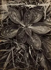 Albert Renger-Patzsch, Wegerich, c. 1924, Vintage gelatin silver print