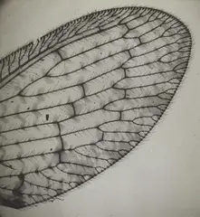 Imre Kinszki, Wing of a lacewing, 1930s, Vintage gelatin silver print